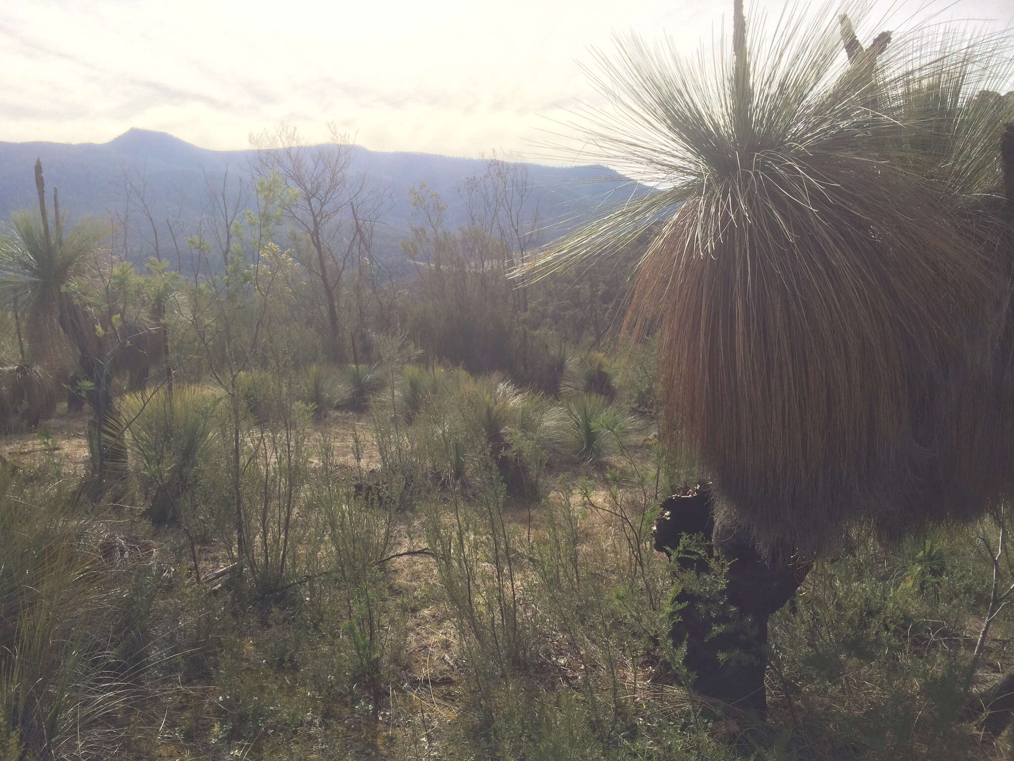 Image of Xanthorrhoea glauca subsp. angustifolia D. J. Bedford