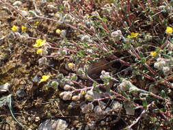 Image of Hoary Rock-rose