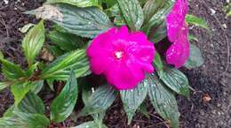 Imagem de Impatiens hawkeri W. Bull