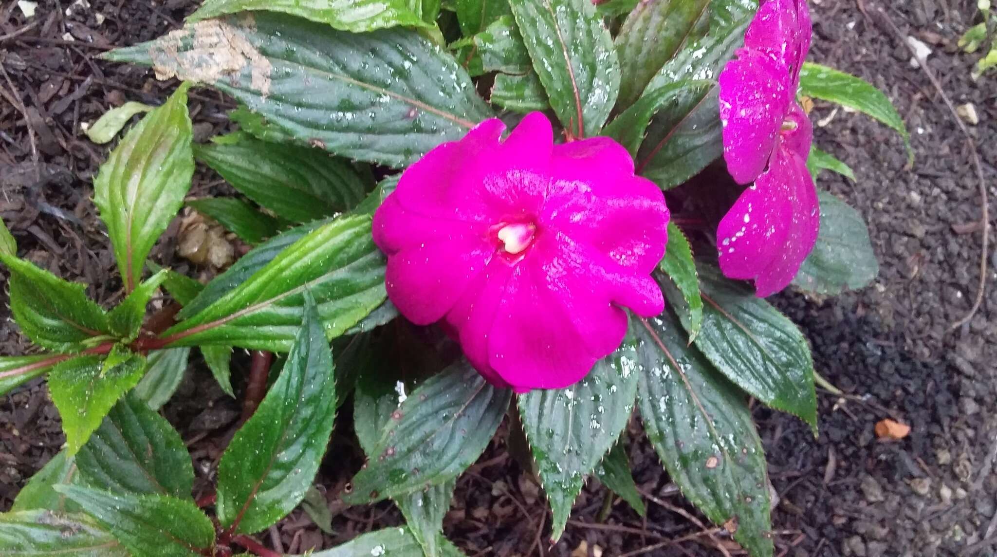 Image of Impatiens hawkeri W. Bull