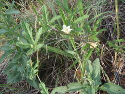 Image of Coccinia adoensis (A. Rich.) Cogn.