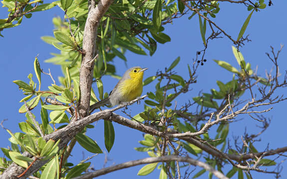 Image de Teretistris Cabanis 1855