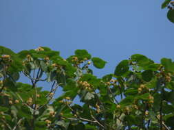 Image of Adina cordifolia (Roxb.) Brandis