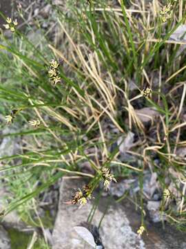 Image of Juncus beringensis Buch.