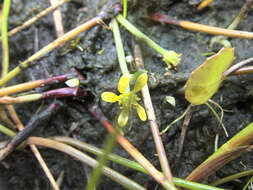 Image of Ranunculus amphitrichus Colenso