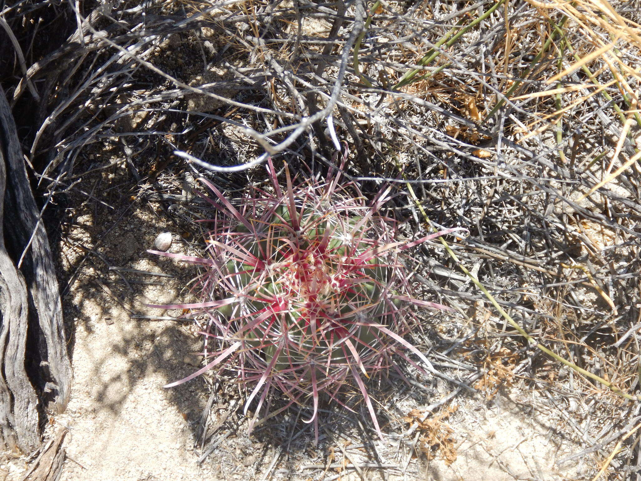 Image of Fire Barrel Cactus