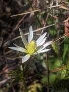 Imagem de Anemone decapetala Ard.