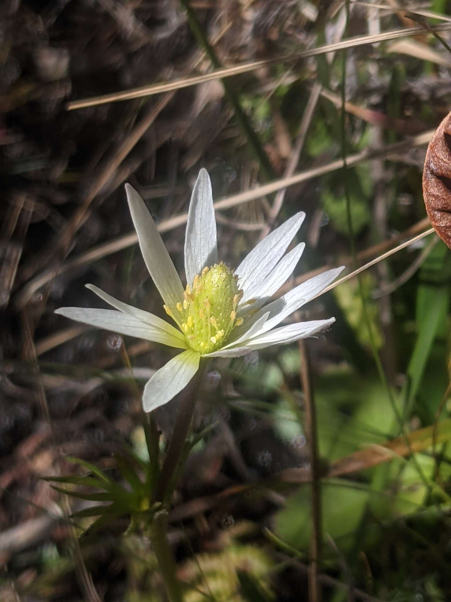 Imagem de Anemone decapetala Ard.