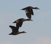 Image of Red-billed Teal