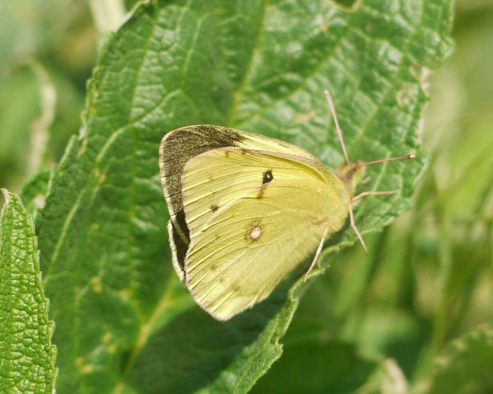 Image of Eastern Pale Clouded Yellow