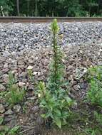 Oenothera rubricaulis Klebahn resmi