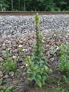 Oenothera rubricaulis Klebahn resmi