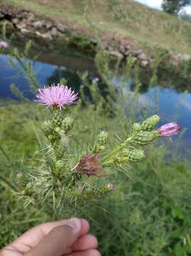 Image of Cirsium creticum (Lam.) D' Urv.