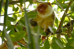 Image of Waigeo Cuscus