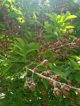 Sivun Lagerstroemia speciosa (L.) Pers. kuva