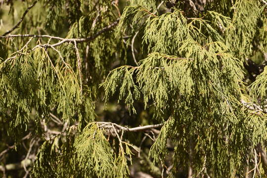 Image of Juniperus flaccida var. flaccida