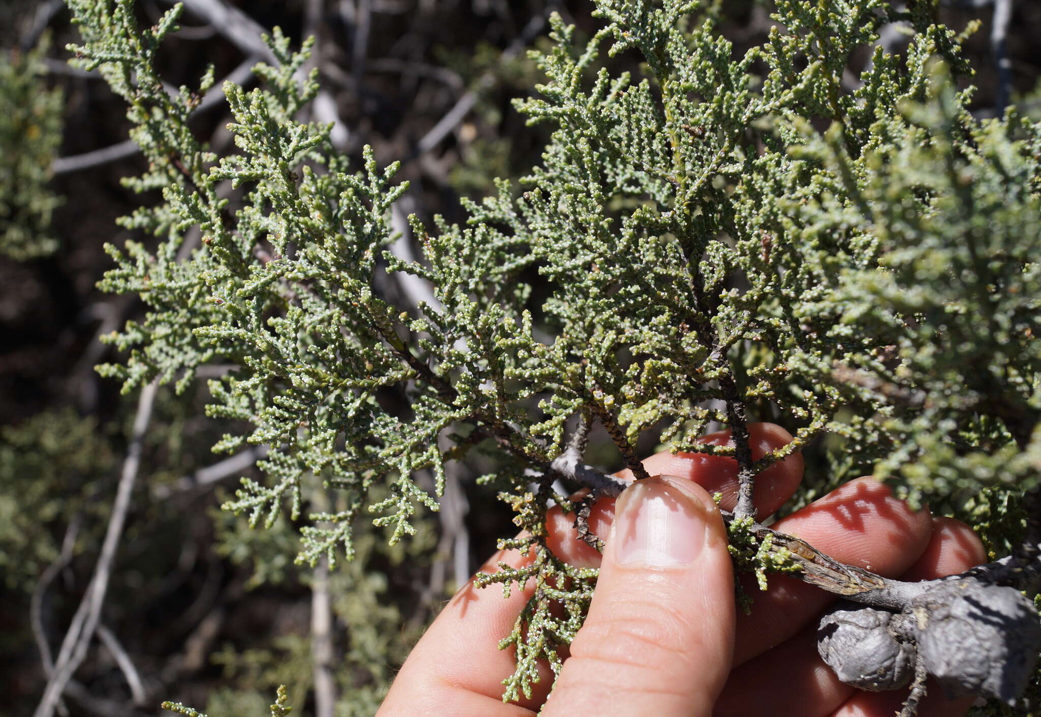 Cupressus macnabiana A. Murray bis resmi