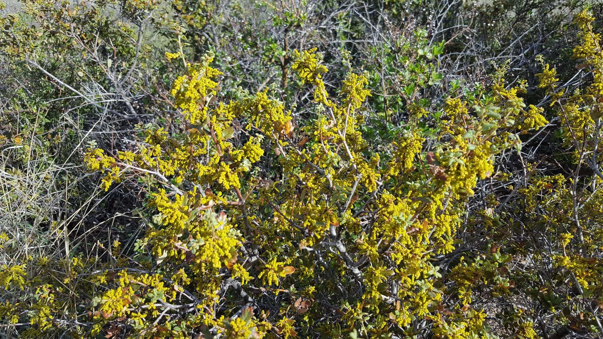 Image of Muller Oak