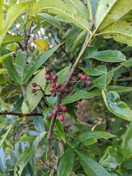 Image of Zanthoxylum armatum DC.