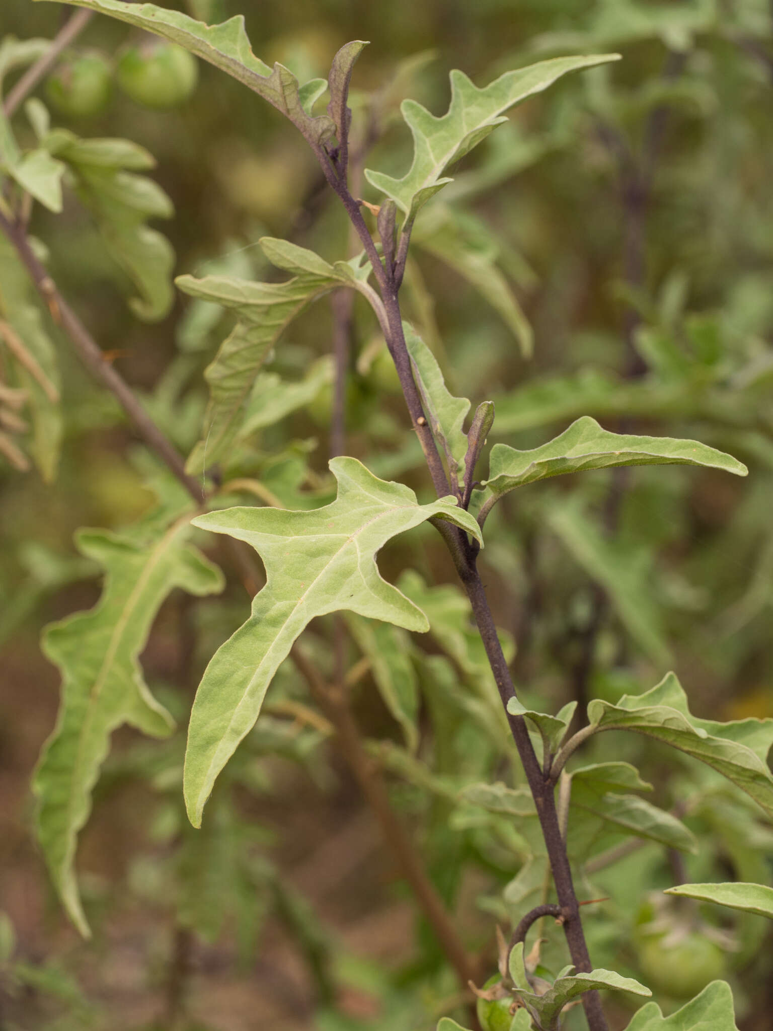 Image of Solanum armourense A. R. Bean