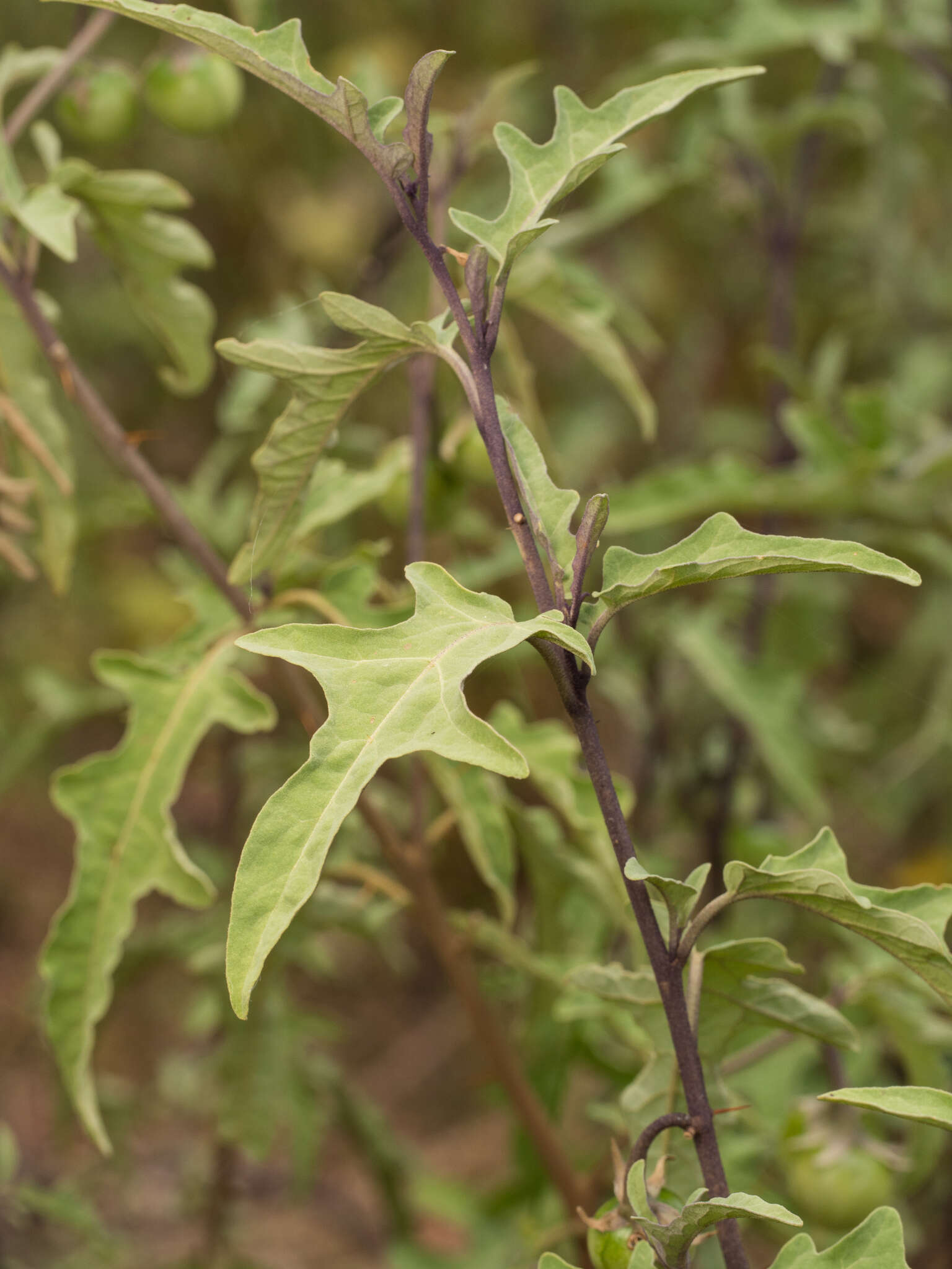 Plancia ëd Solanum armourense A. R. Bean