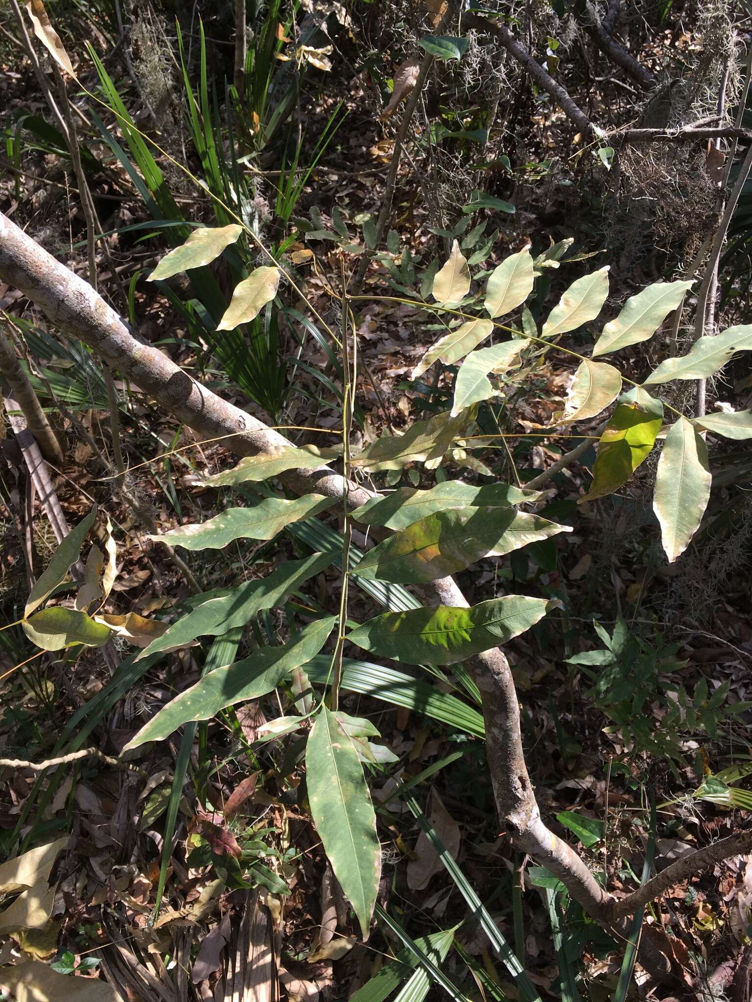 Image of wingleaf soapberry