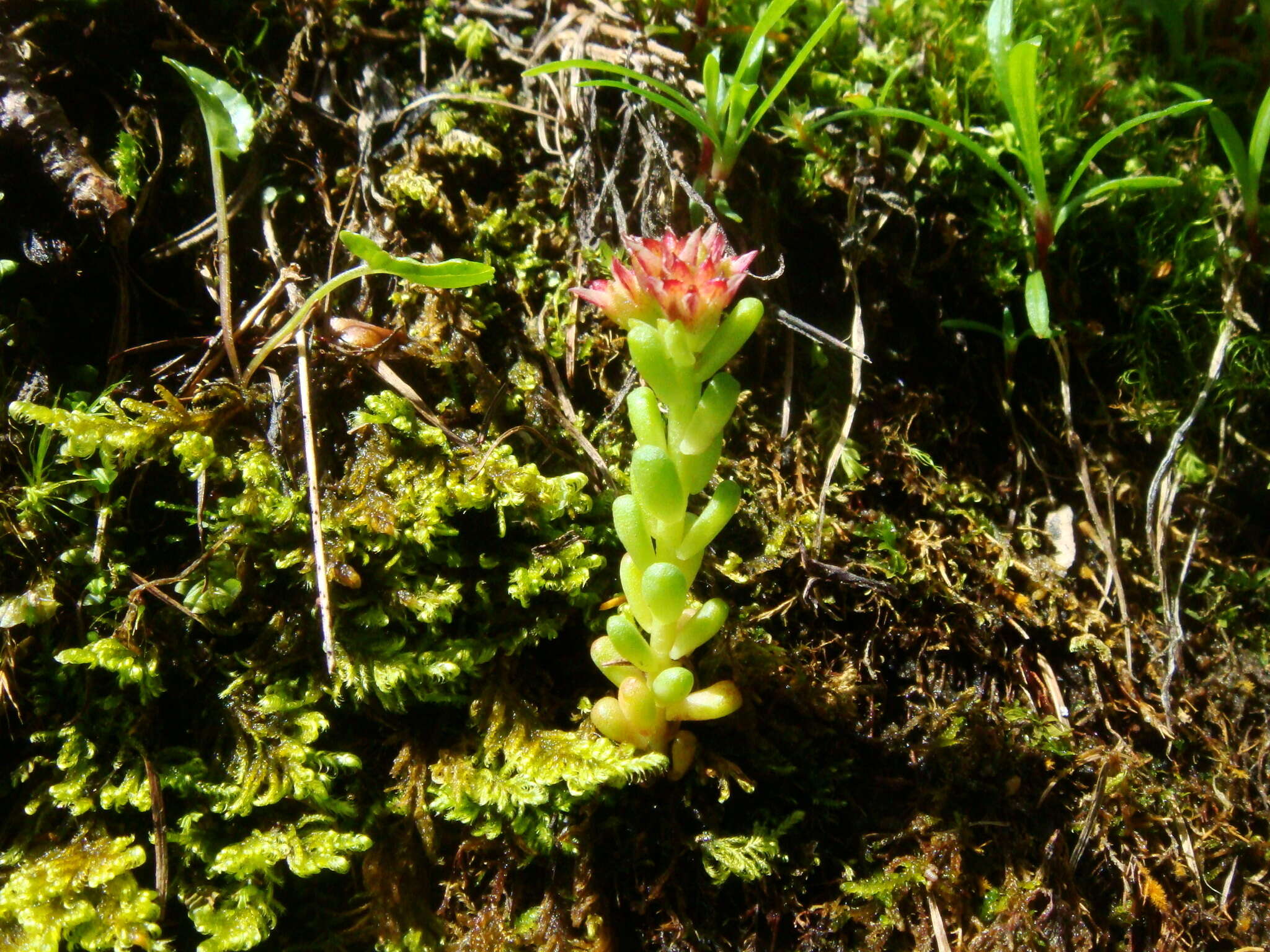 Слика од Sedum atratum L.