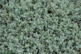 Image of Maximowicz's saltbush