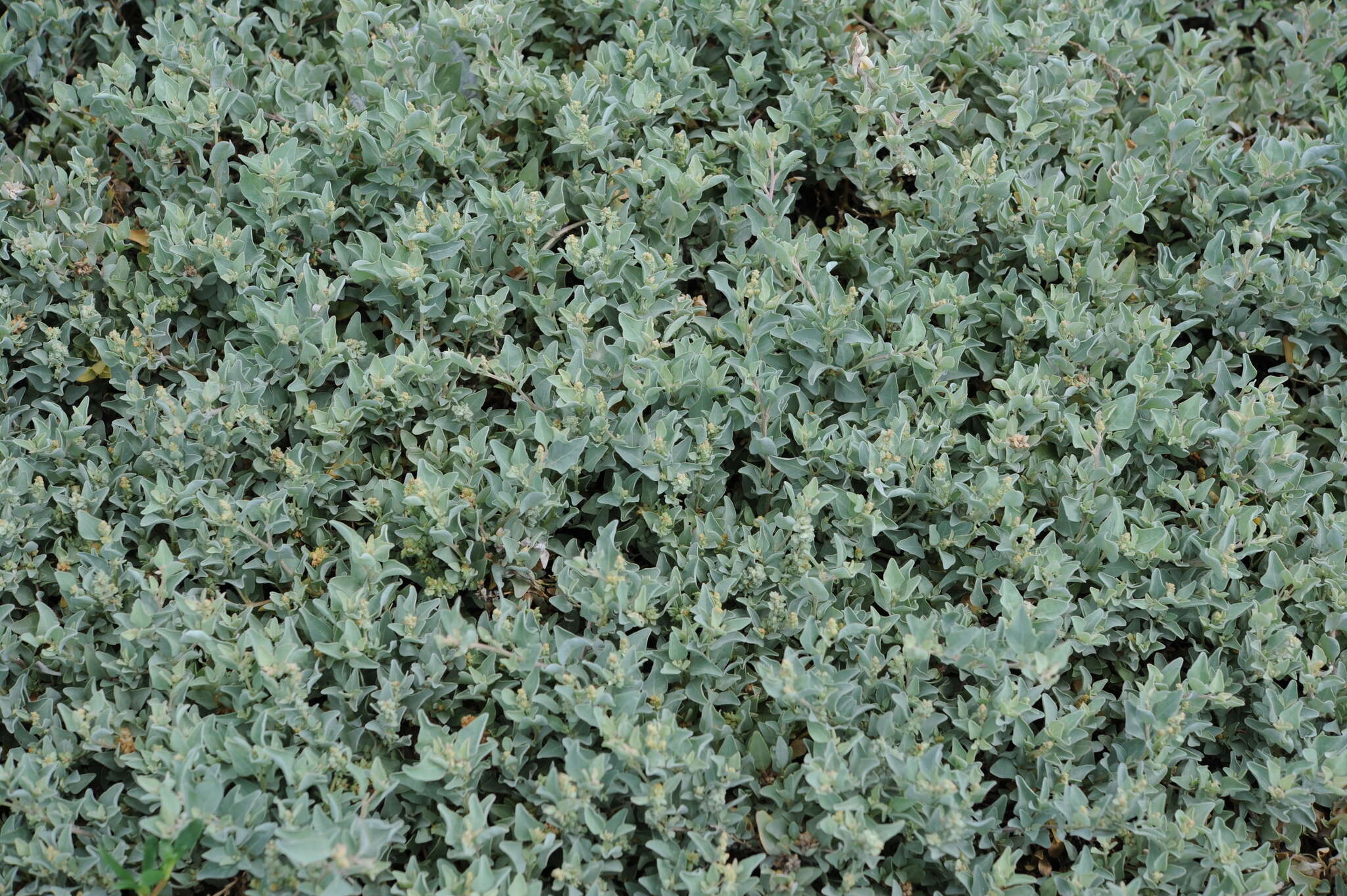 Image of Maximowicz's saltbush