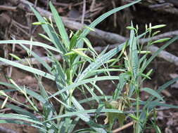 Image de Ruellia simplex Wright