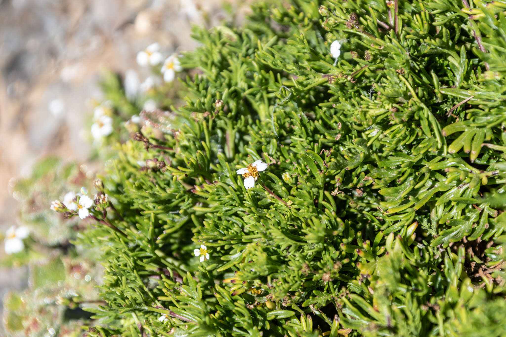 Image of Lycapsus tenuifolius Phil.