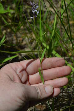 صورة Streptanthus hyacinthoides Hook.