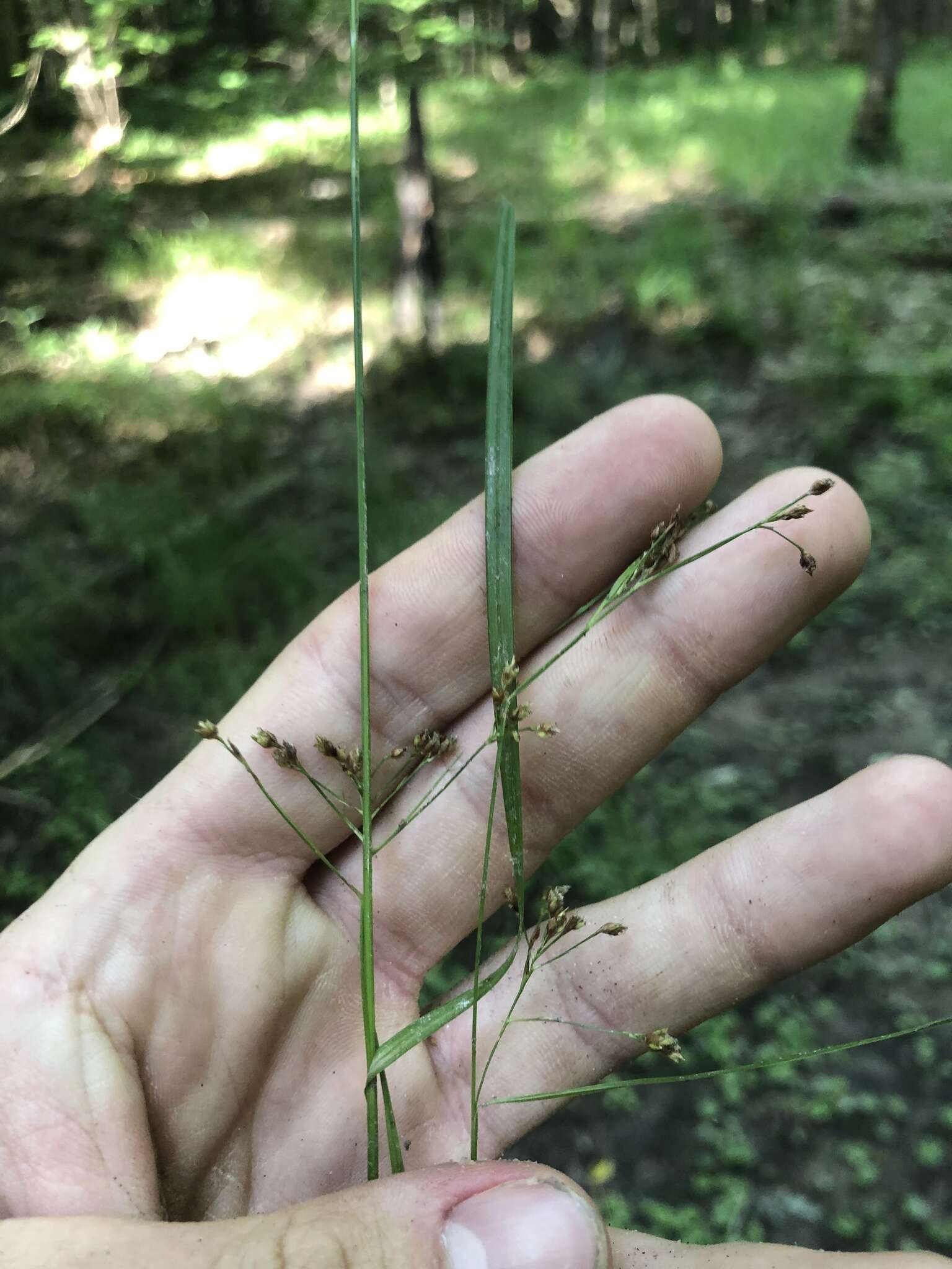 Image of Mingled Beak Sedge