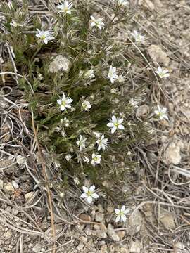 Image of Nuttall's sandwort