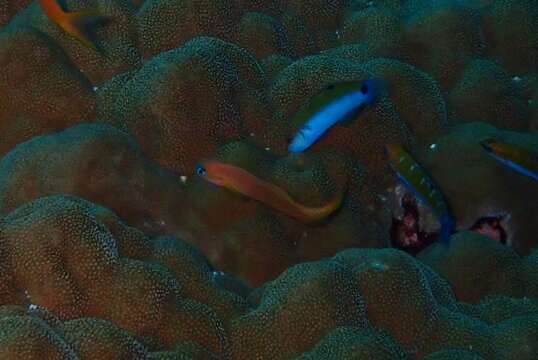 Image of Midas coralblenny