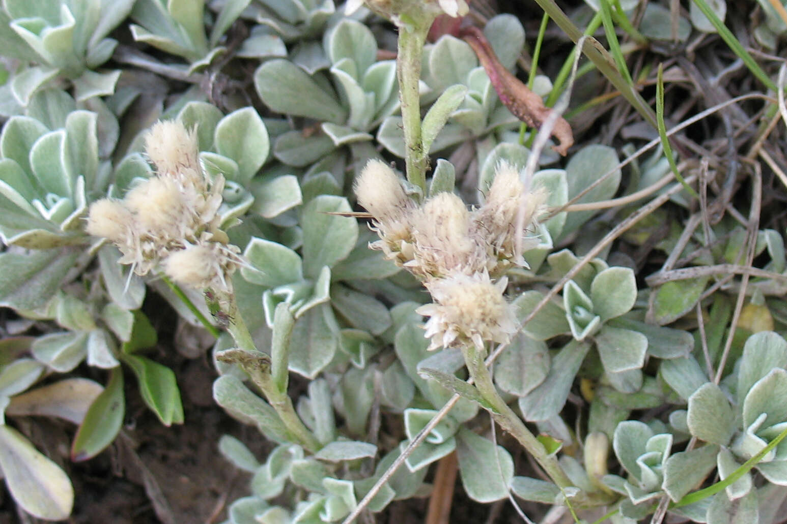 Imagem de Antennaria parvifolia Nutt.