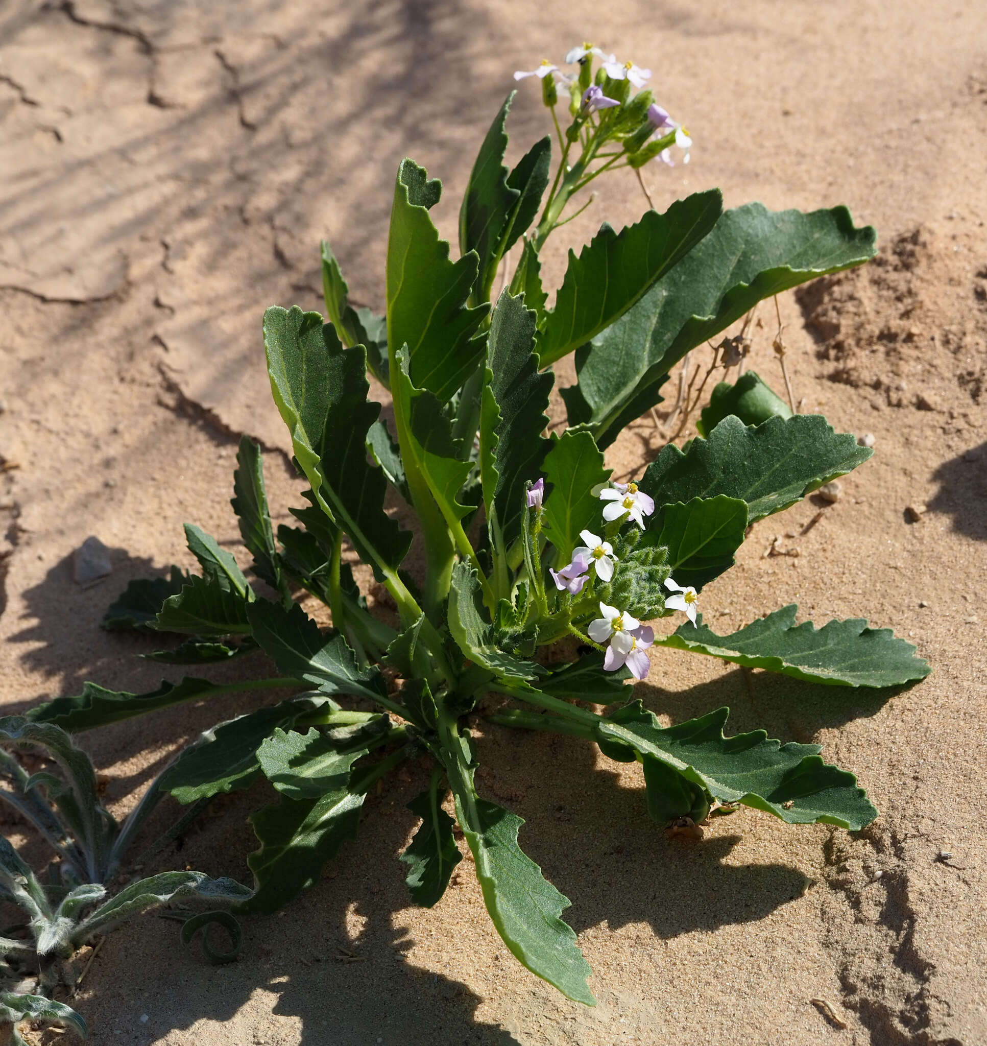 Image of Diplotaxis acris (Forssk.) Boiss.