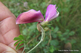 Image of Tephrosia grandiflora (Aiton) Pers.