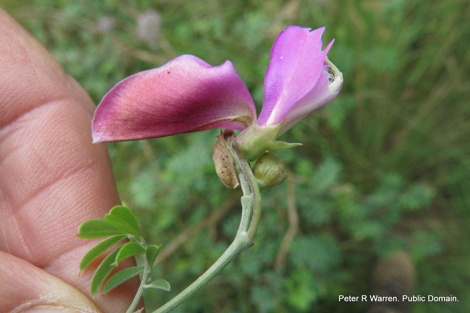 Image of Tephrosia grandiflora (Aiton) Pers.