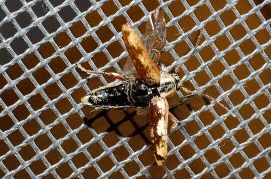 Image of Small Cedar Borer