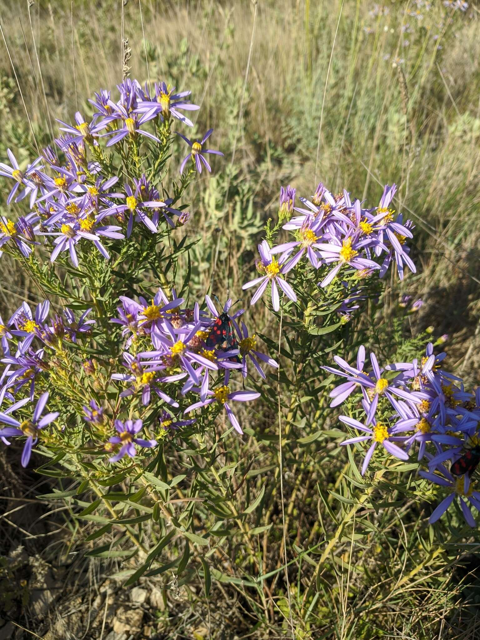 Image of Rhone Aster