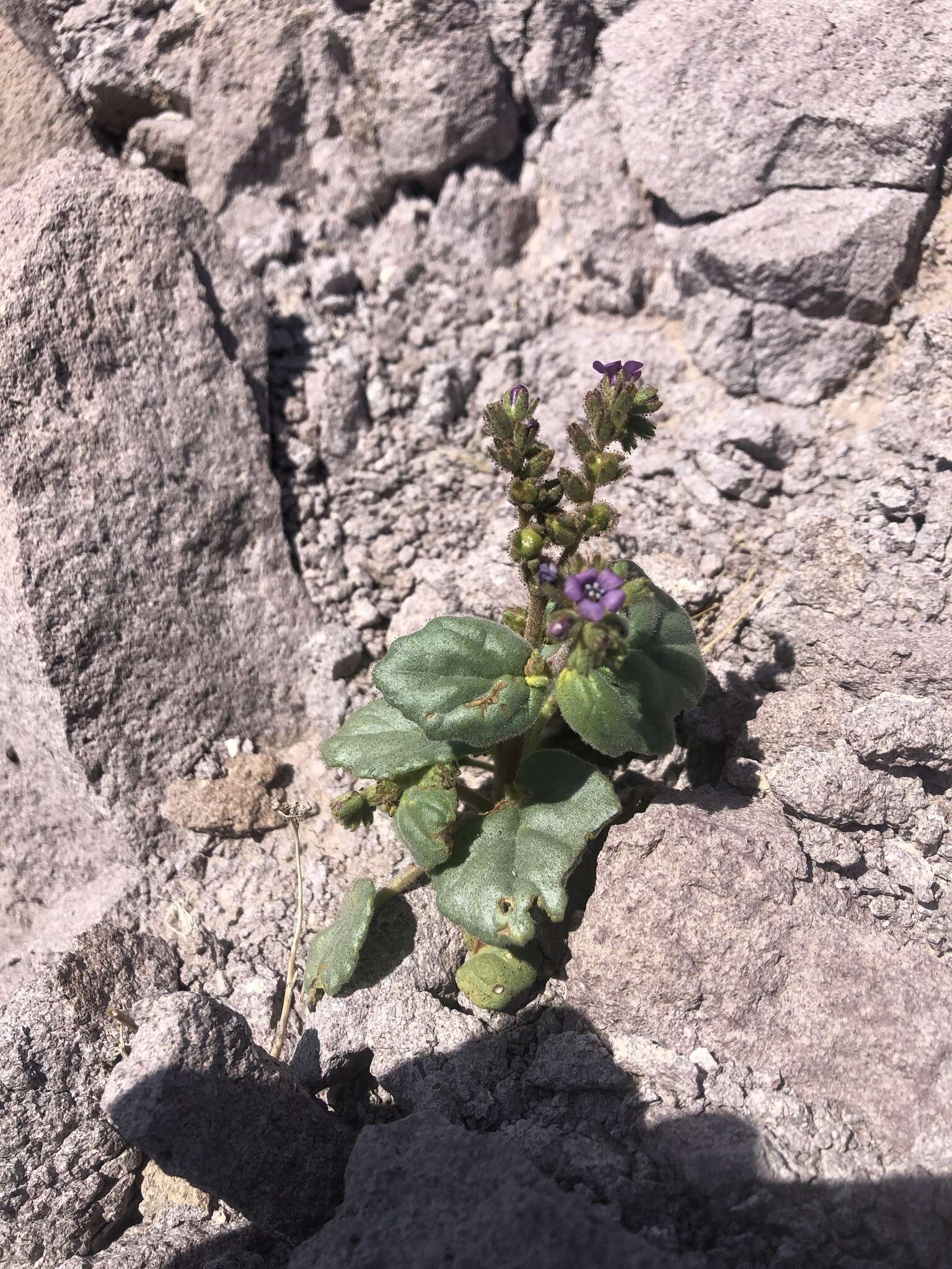 Image of blacktack phacelia