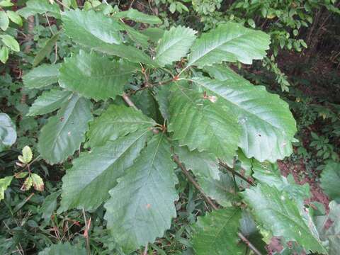 Image of Basket Oak