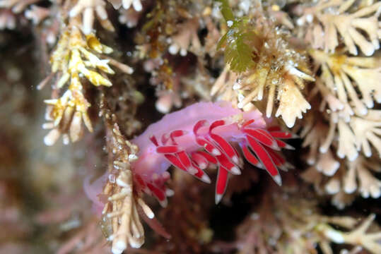 Coryphellina poenicia (Burn 1957) resmi