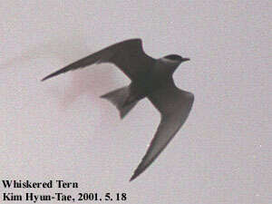 Image of Whiskered Tern