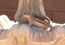 Image of Harris's Antelope Squirrel