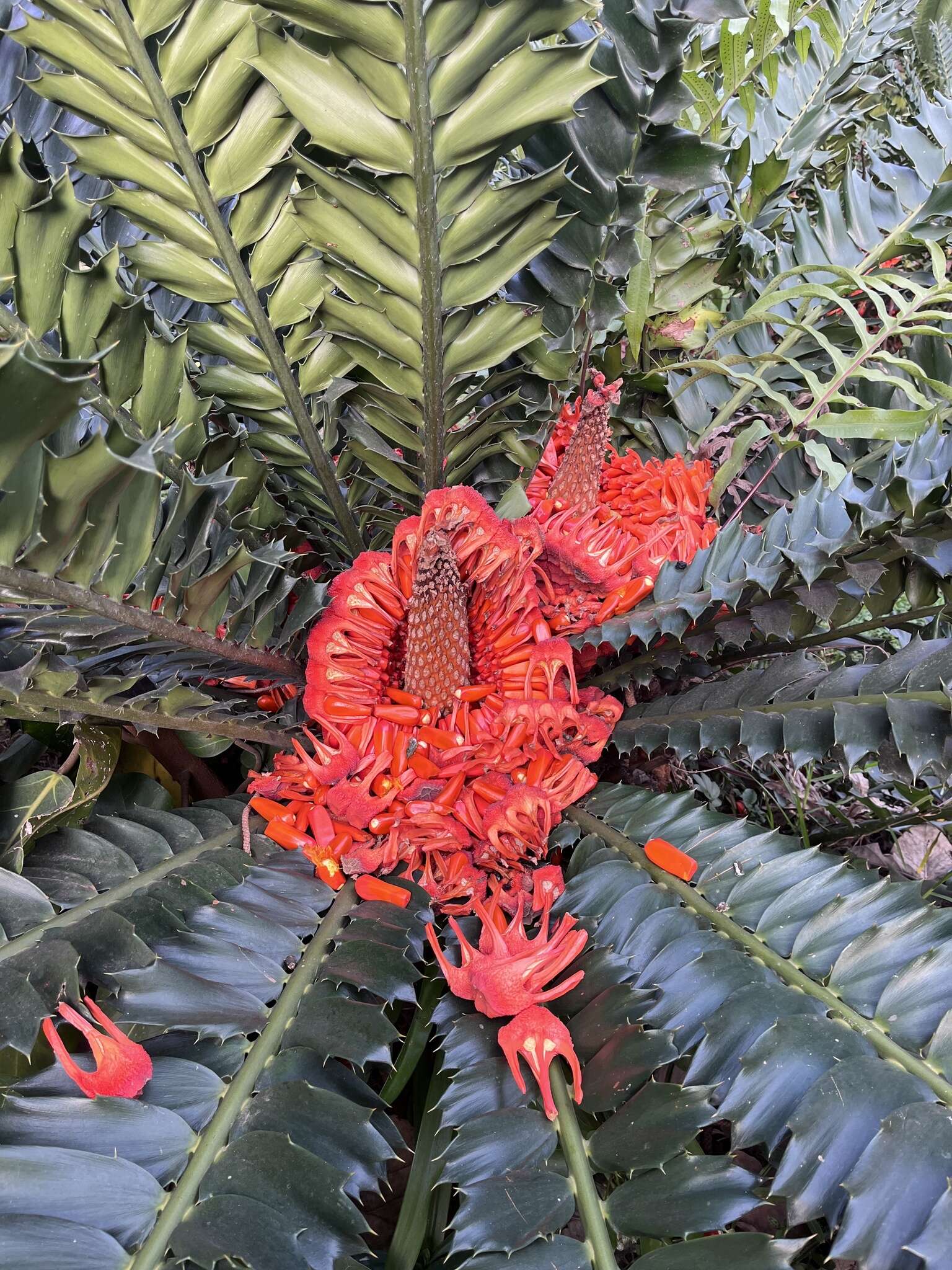 Image of Kozi Cycad