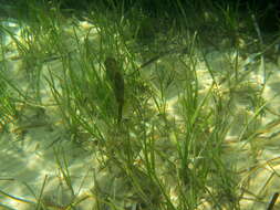 Image of Reticulated leatherjacket