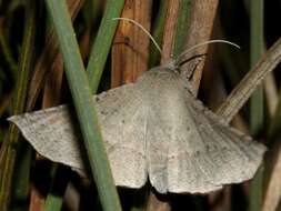 Image of Oenochroma subustaria Walker 1860