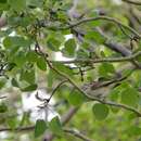 Sivun Vireo gilvus brewsteri (Ridgway 1903) kuva